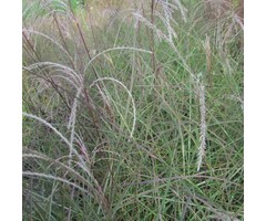 Prachtriet - Miscanthus sinensis