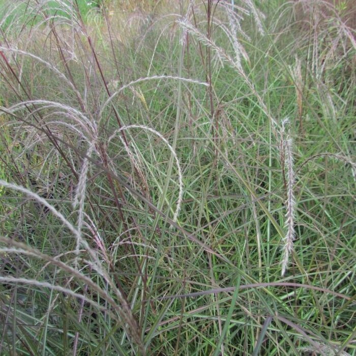 Prachtriet - Miscanthus sinensis