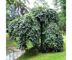 Prieeliep - Ulmus 'Camperdownii'