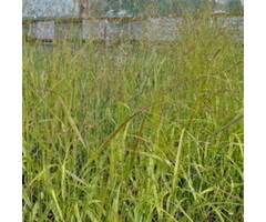 Ruwe smele - Deschampsia cespitosa