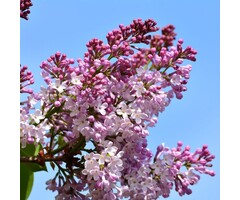 Sering - Syringa vulgaris 'Katherine Havemeyer'