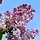 Sering (Syringa vulgaris 'Katherine Havemeyer')