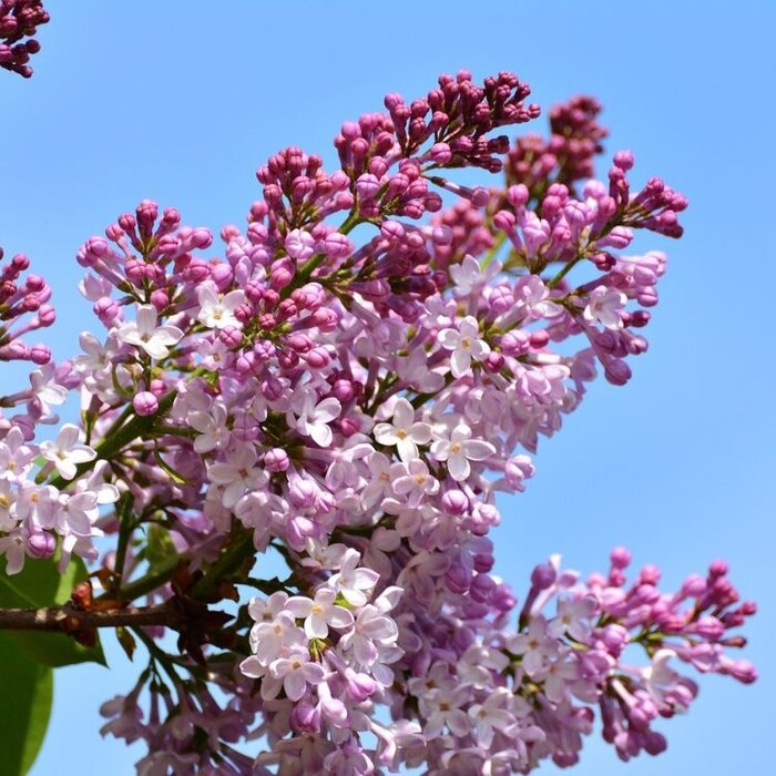 Sering (Syringa vulgaris 'Katherine Havemeyer')