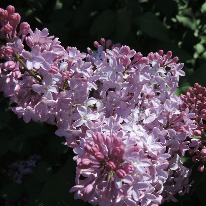 Sering (Syringa vulgaris 'Katherine Havemeyer')