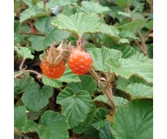 Rubus 'Betty Ashburner' - Sierbraam