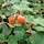 Sierbraam - Rubus 'Betty Ashburner'