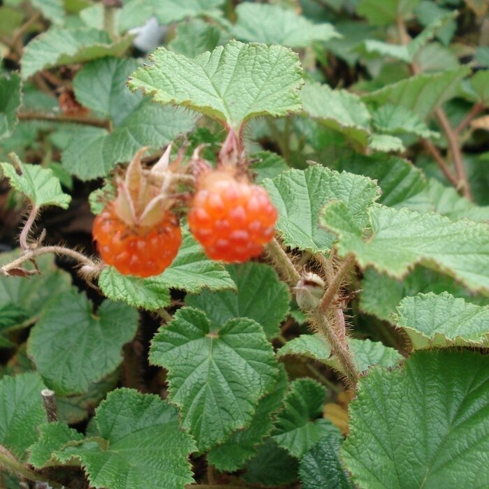 Sierbraam - Rubus 'Betty Ashburner'