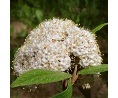 Sneeuwbal - Viburnum carlesii 'Juddii'
