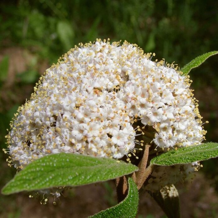Sneeuwbal (Viburnum carlesii 'Juddii')