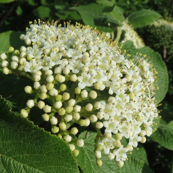Sneeuwbal (Viburnum carlesii 'Juddii')