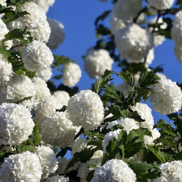 Sneeuwbal op stam - Viburnum 'Eskimo'