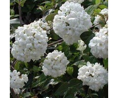 Sneeuwbal op stam - Viburnum 'Eskimo'
