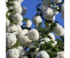 Sneeuwbal - Viburnum 'Eskimo'
