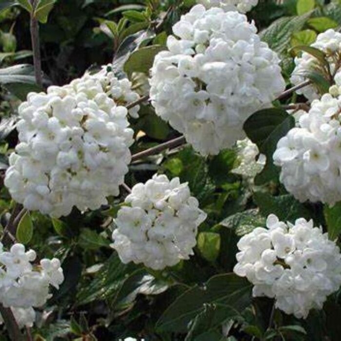 Sneeuwbal (Viburnum 'Eskimo')