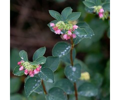 Sneeuwbes - Symphoricarpos chenaultii 'Hancock'