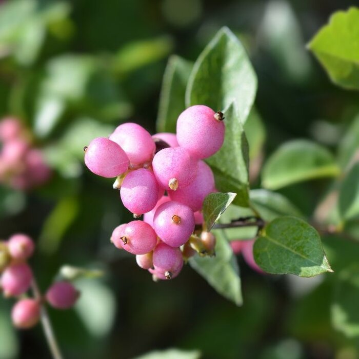 Sneeuwbes (Symphoricarpos chenaultii 'Hancock')