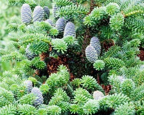 Oh Denneboom! Alles over naaldbomen