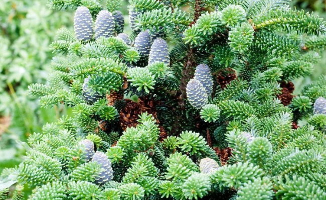 Oh Denneboom! Alles over naaldbomen