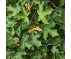 Spaanse aak - Acer campestre