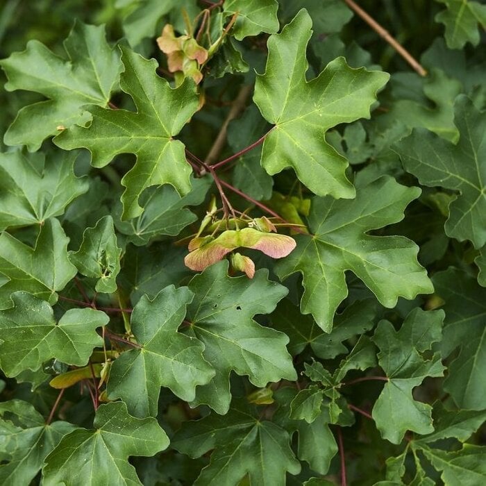 Spaanse aak (Acer campestre)