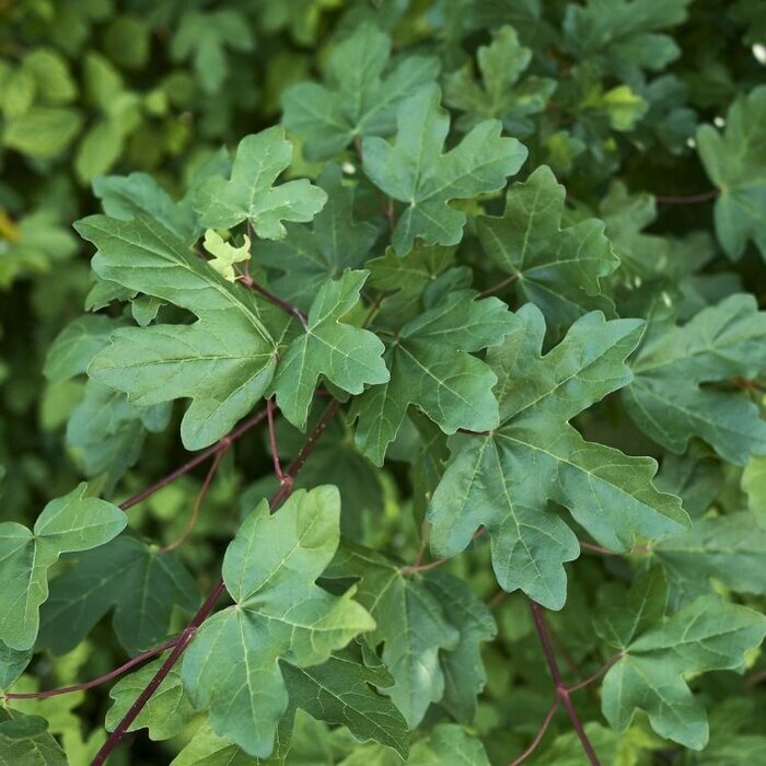 Spaanse aak - Acer campestre ´Elegant´