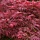 Japanse Esdoorn - Acer palmatum 'Atropurpureum'