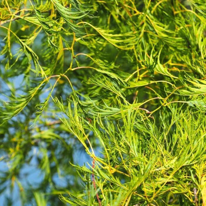 Zwarte Els - Alnus glutinosa 'Laciniata'