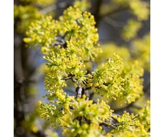 Gele Kornoelje - Cornus mas meerstammig