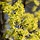 Gele Kornoelje - Cornus mas meerstammig
