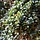 Japanse liguster - Ligustrum japonicum