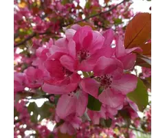 Sierappel - Malus 'Rudolph'