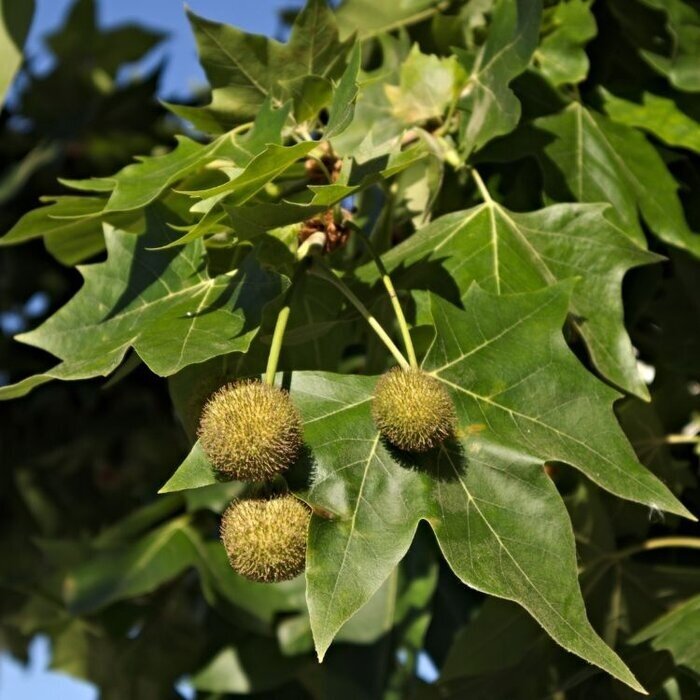 Gewone plataan - Platanus acerifolia