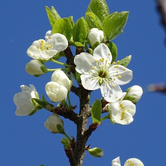 Gewone vogelkers - Prunus padus