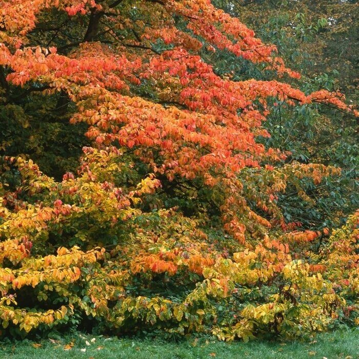 Perzisch IJzerhout - Parrotia persica (dakboom)