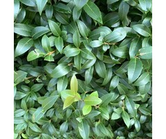 Schijnhulst - Osmanthus burkwoodii (meerstammig)