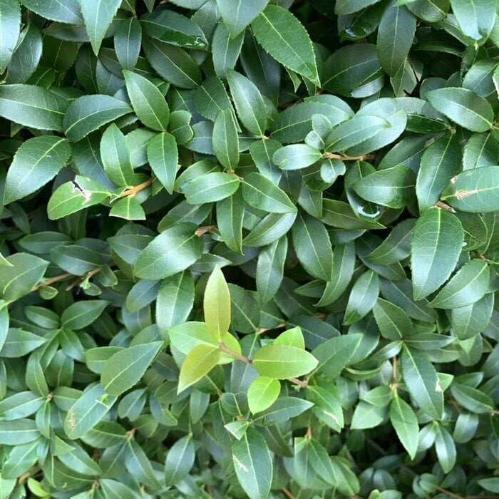 Schijnhulst - Osmanthus burkwoodii (meerstammig)