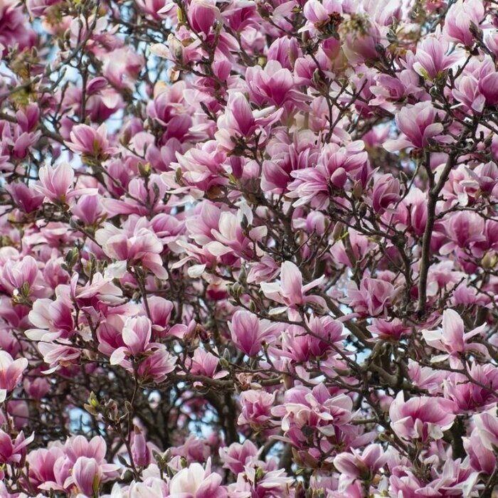 Magnolia soulangeana (meerstammig)