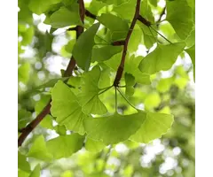 Japanse Notenboom - Ginkgo biloba (meerstammig)