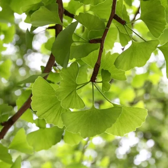 Japanse Notenboom - Ginkgo biloba (meerstammig)