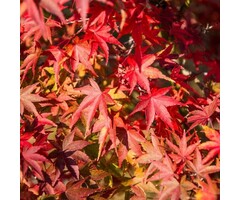 Japanse Esdoorn - Acer palmatum 'Fireglow' (meerstammig)