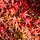 Japanse Esdoorn - Acer palmatum 'Fireglow' (meerstammig)