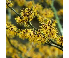 Meerstammige Toverhazelaar - Hamamelis intermedia 'Arnold promise'