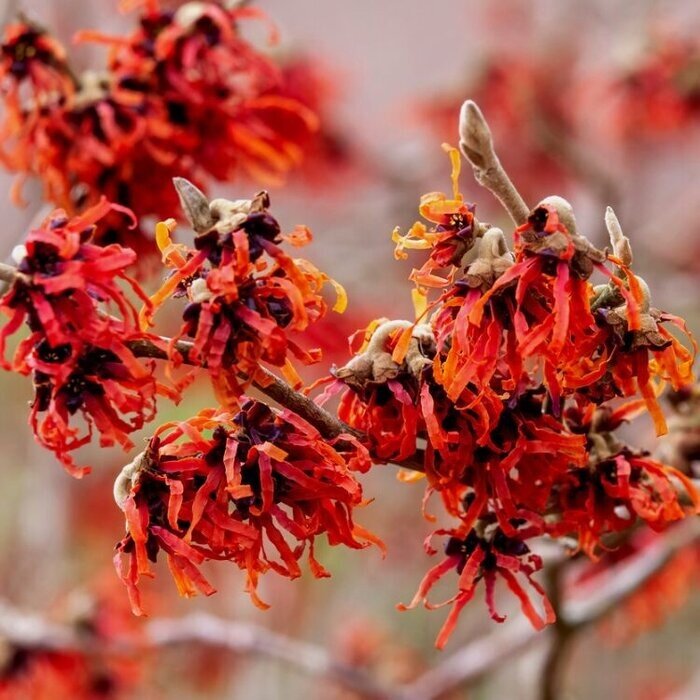 Meerstammige Toverhazelaar - Hamamelis intermedia 'Ruby Glow' (meerstammig)