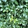 Schijnhulst - Osmanthus aquifolium (meerstammig)