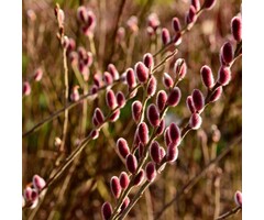 Wilg - Salix gracilistyla 'Mount Aso'