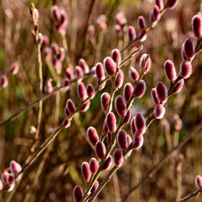 Wilg (Salix gracilistyla 'Mount Aso')