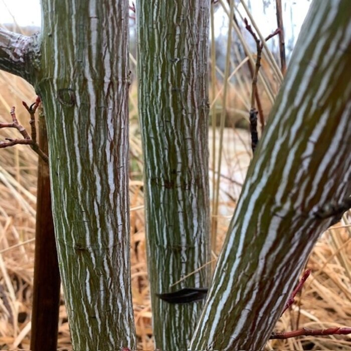 Chinese Esdoorn - Acer davidii