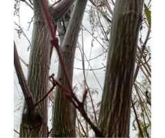 Chinese Esdoorn - Acer davidii