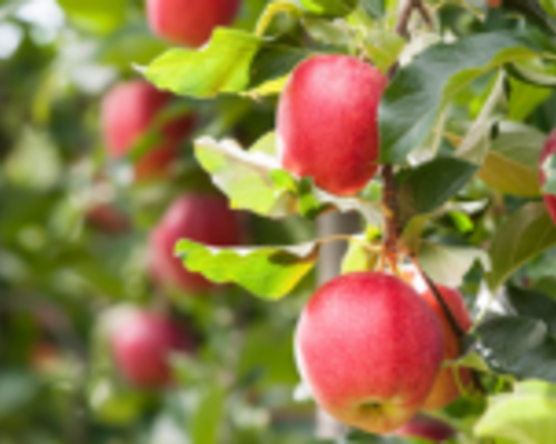 Appelbomen snoeien; wanneer en hoe?