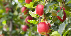 Appelbomen snoeien; wanneer en hoe?